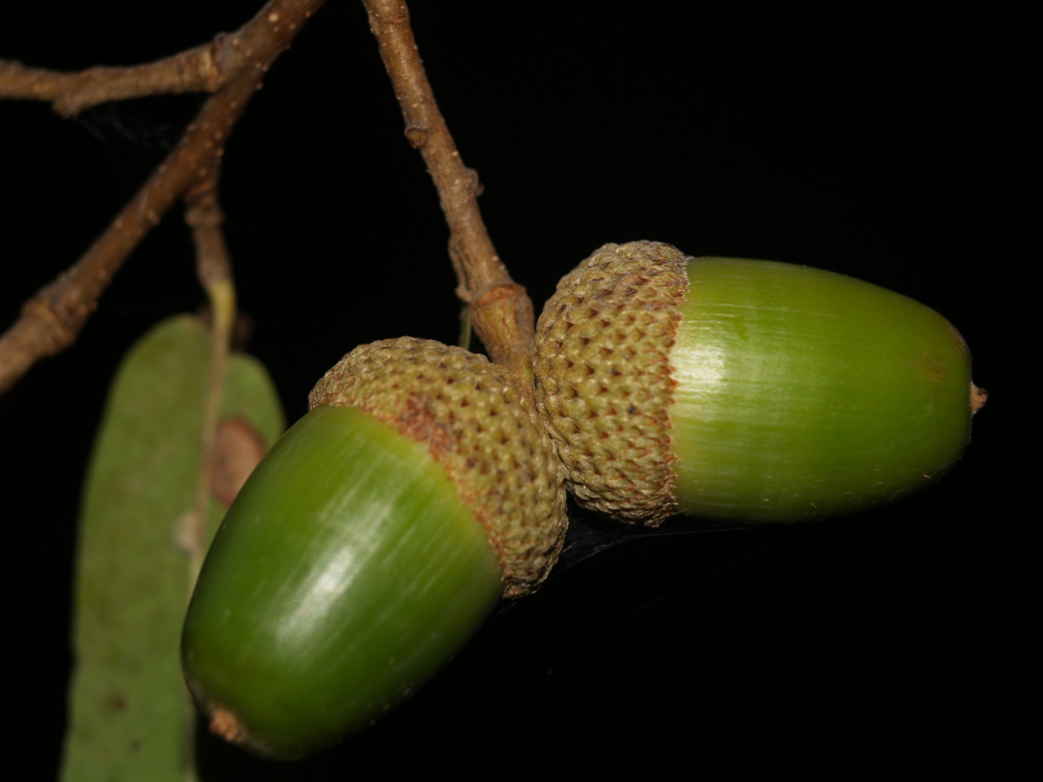 Quercus laceyi